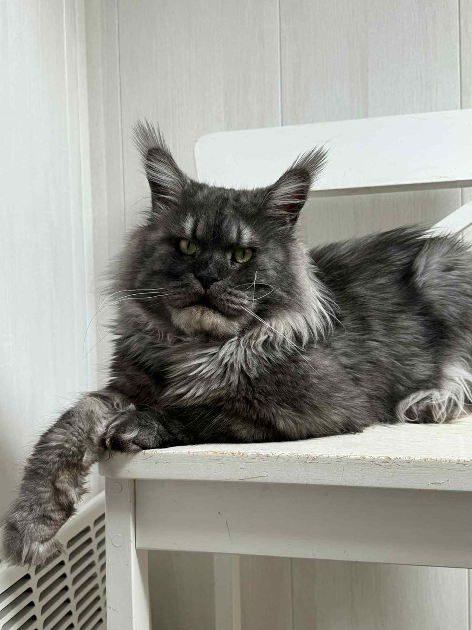 Royal Maine Coon Cattery breeding cat parent - TICA registered Maine Coon