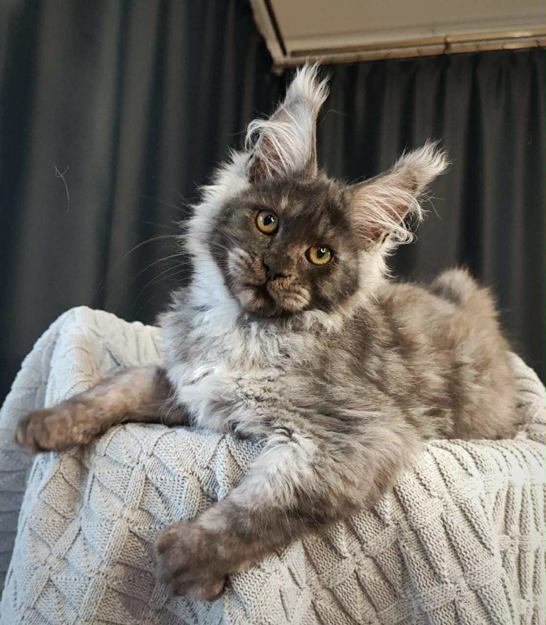 Royal Maine Coon Cattery breeding cat parent - TICA registered Maine Coon
