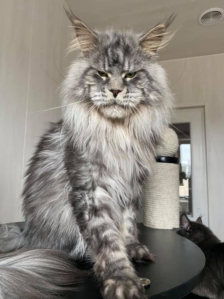Royal Maine Coon Cattery breeding cat parent - TICA registered Maine Coon