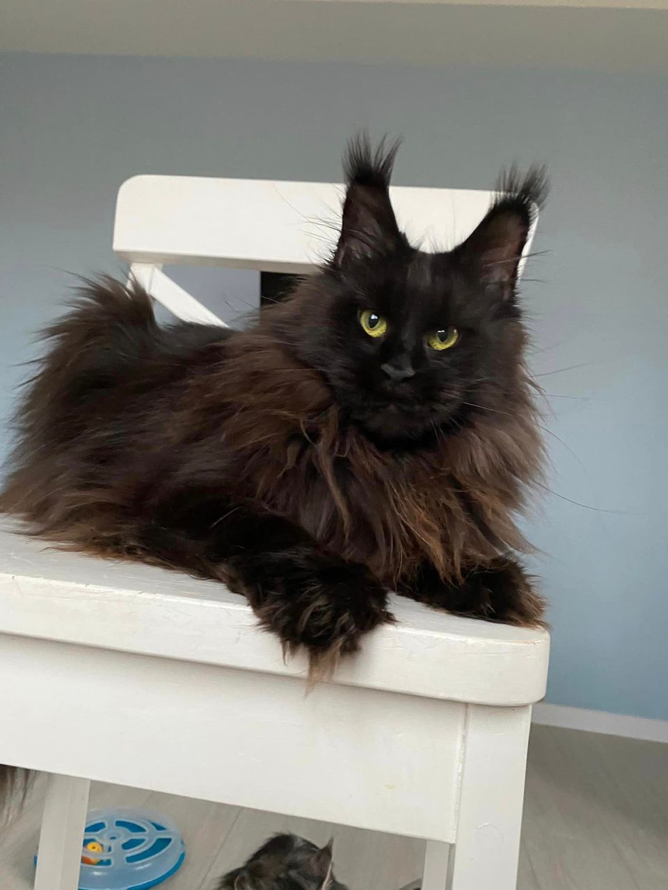 Royal Maine Coon Cattery breeding cat parent - TICA registered Maine Coon