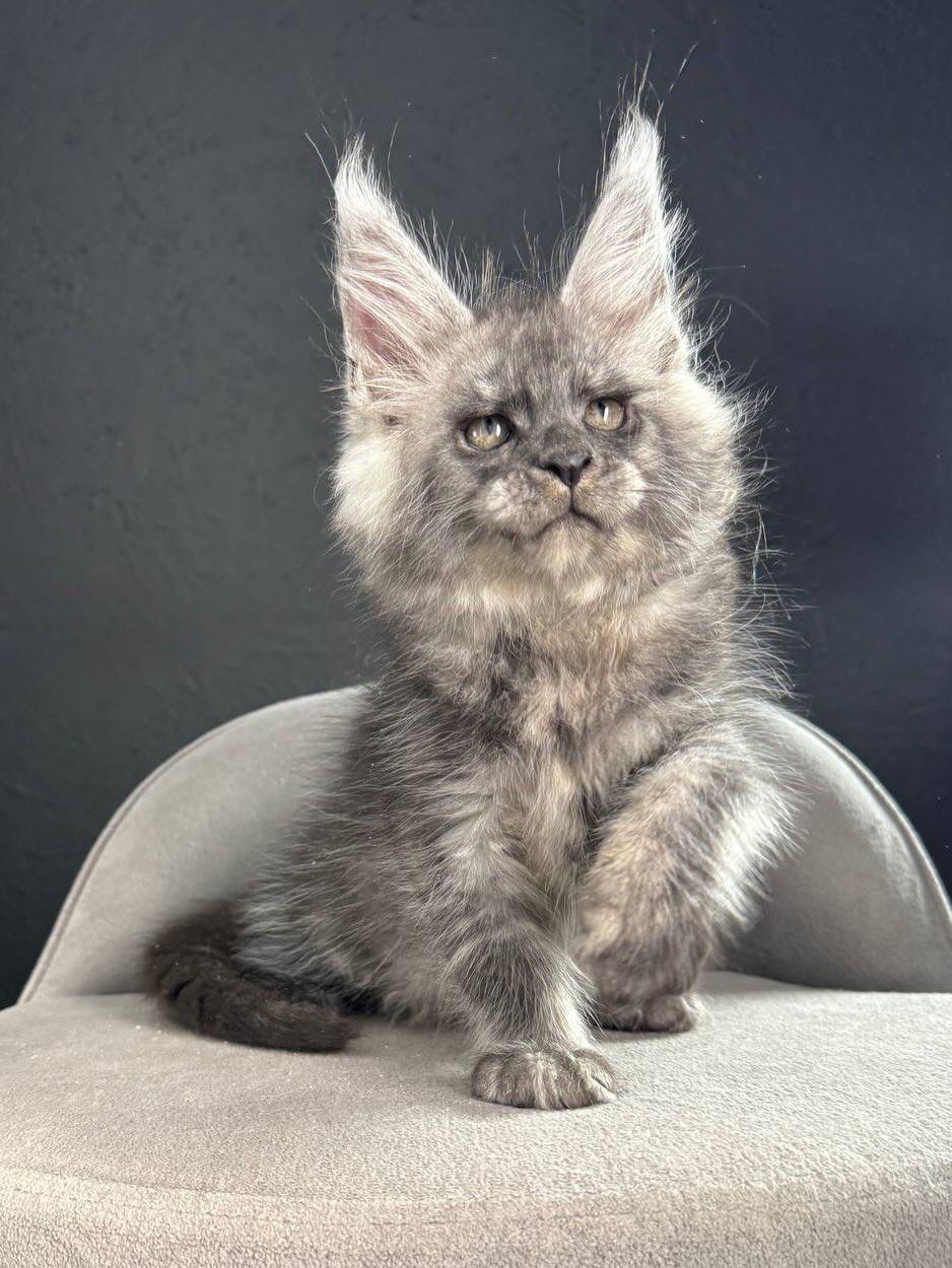 Ash Black Smoke Maine Coon kitten for sale Royal Maine Coon Cattery