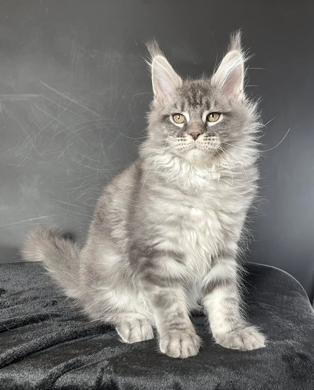 Jasper Black Smoke Maine Coon kitten for sale Royal Maine Coon Cattery