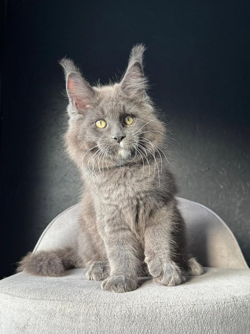 Luna black smoke Maine Coon kitten for sale gallery photo 3