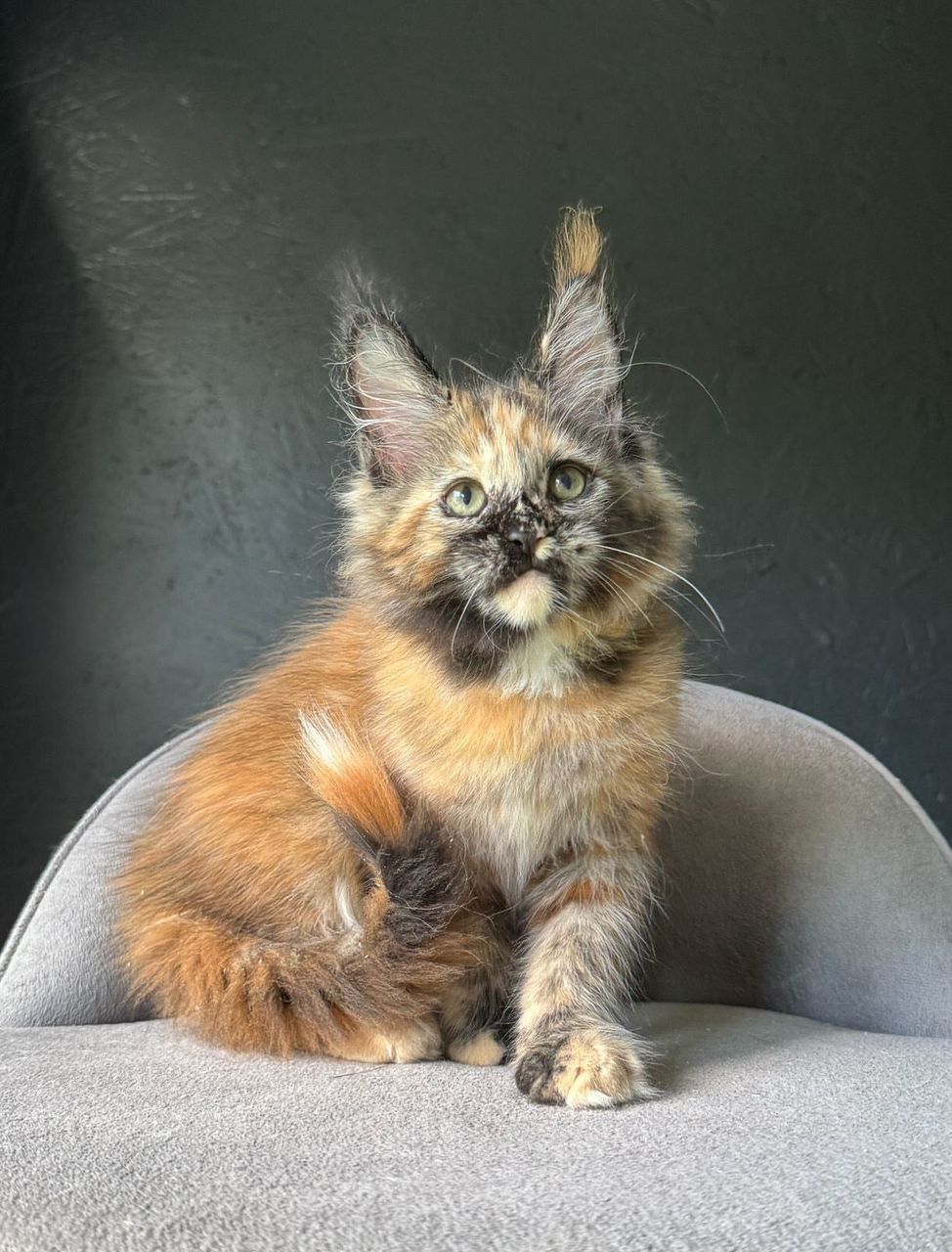 Misty Silver Tabby Maine Coon kitten for sale Royal Maine Coon Cattery