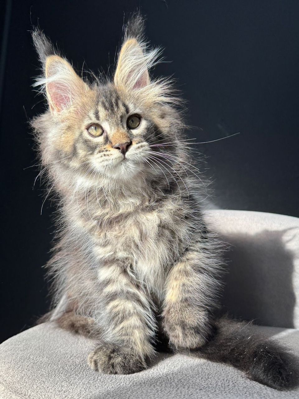 Atlas Brown Tabby Maine Coon kitten for sale Royal Maine Coon Cattery