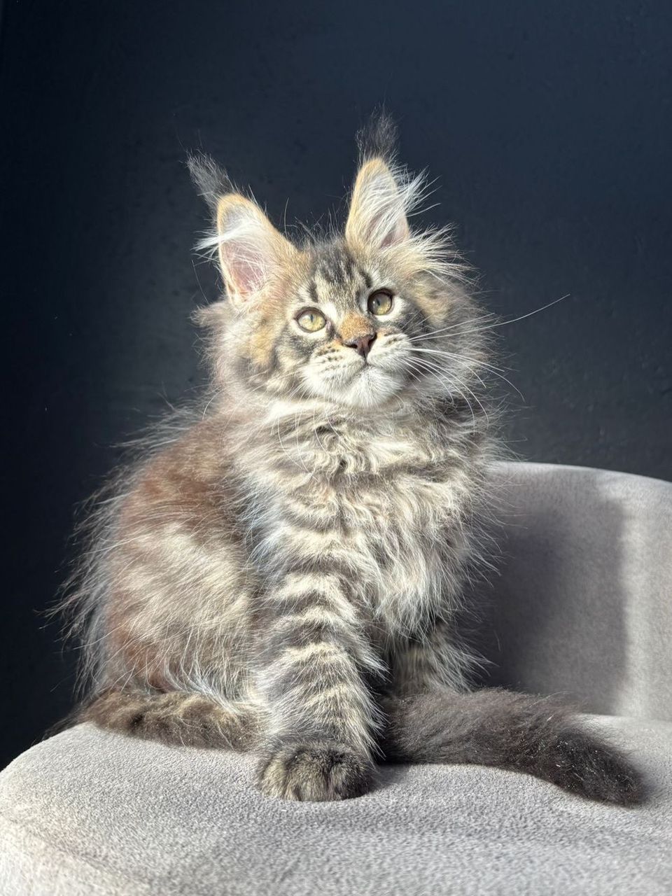 Rocky Brown Tabby Maine Coon kitten for sale Royal Maine Coon Cattery