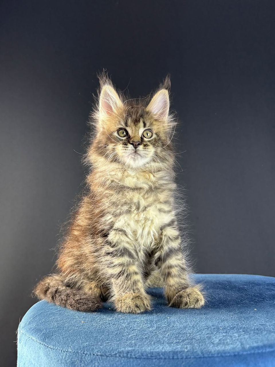 Hazel Brown Tabby Maine Coon kitten for sale Royal Maine Coon Cattery