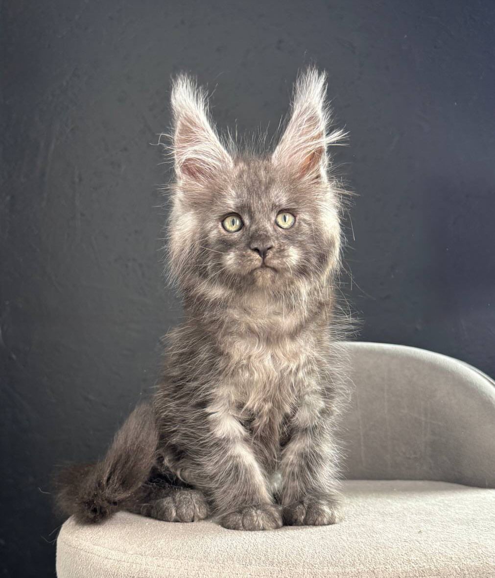 Bear Black Smoke Maine Coon kitten for sale Royal Maine Coon Cattery