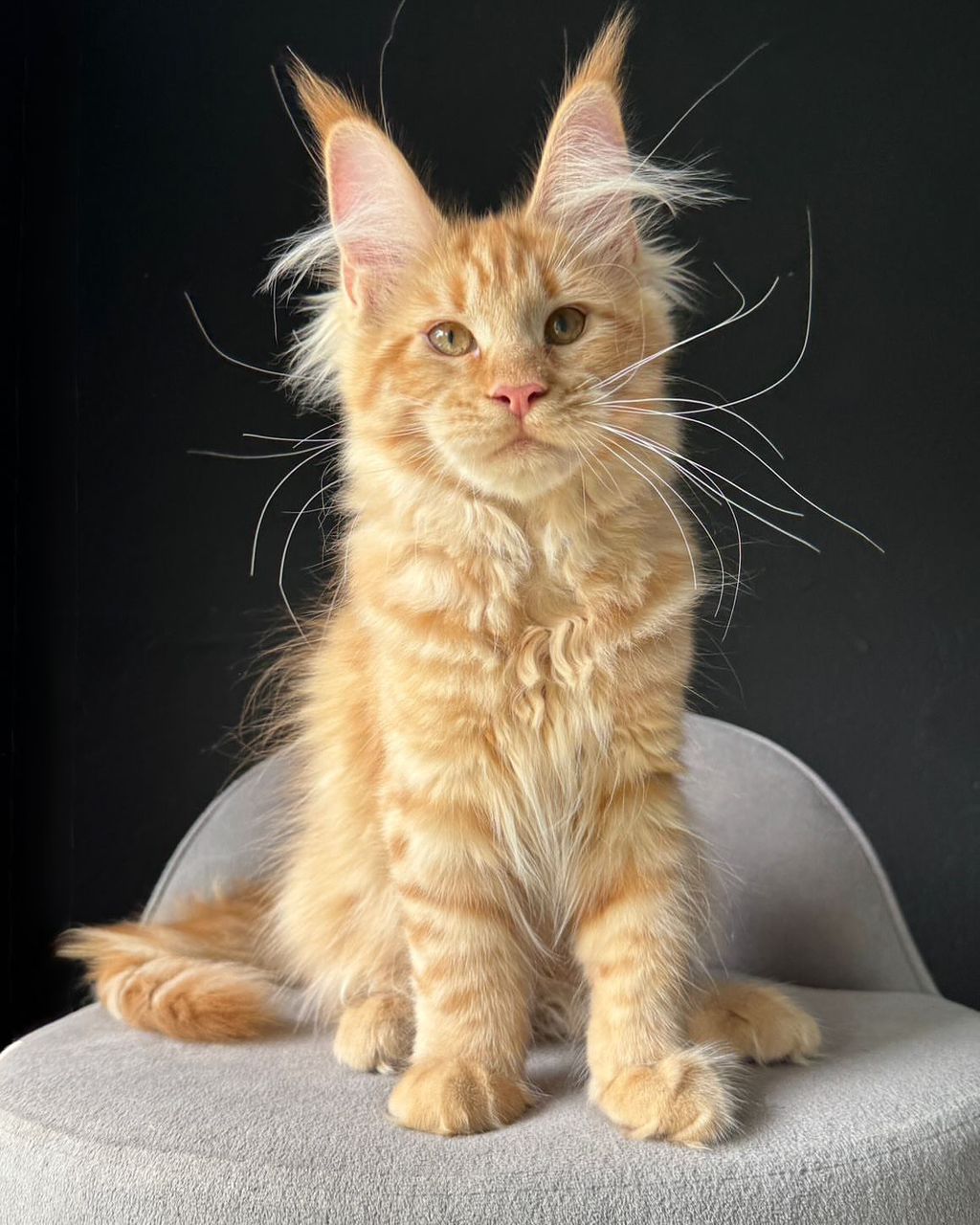 Maple Orange Tabby Maine Coon kitten for sale Royal Maine Coon Cattery