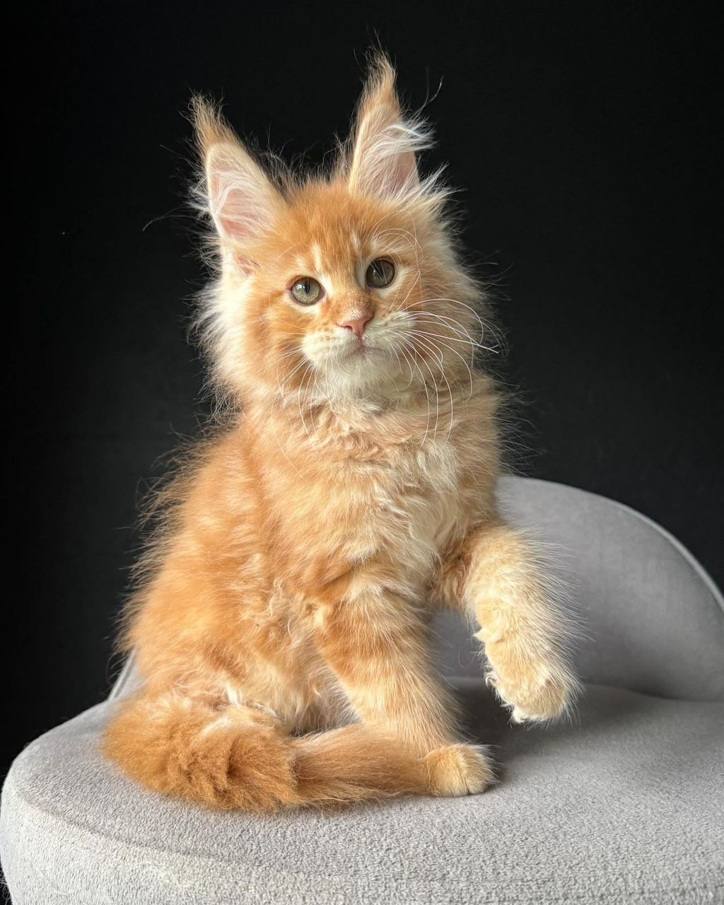 Ivy Orange Tabby Maine Coon kitten for sale Royal Maine Coon Cattery