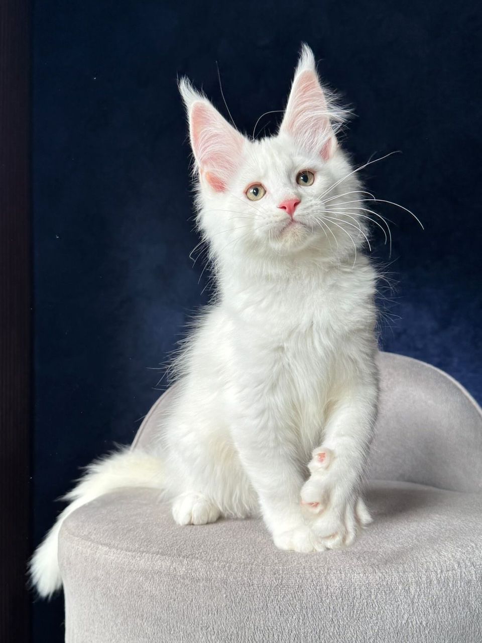 Thor White Maine Coon kitten for sale