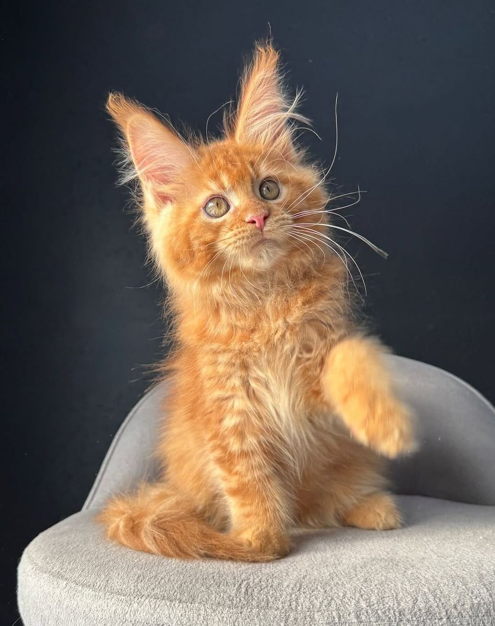 Leo Orange Tabby Maine Coon kitten for sale Royal Maine Coon Cattery