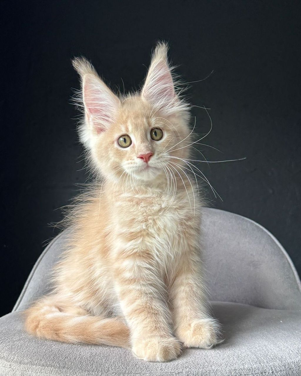 Will Silver Tabby Maine Coon kitten for sale Royal Maine Coon Cattery