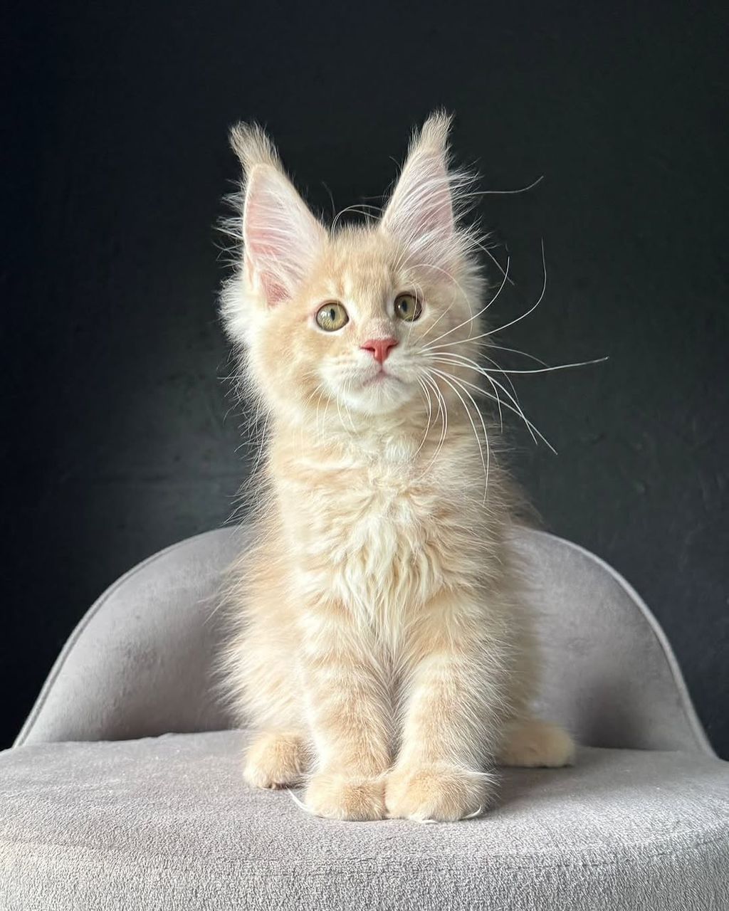 Stella Silver Tabby Maine Coon kitten for sale Royal Maine Coon Cattery