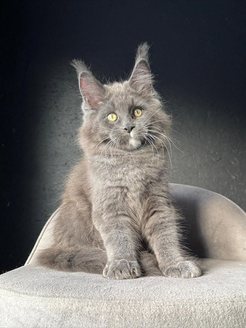 Luna Black Smoke Maine Coon kitten for sale