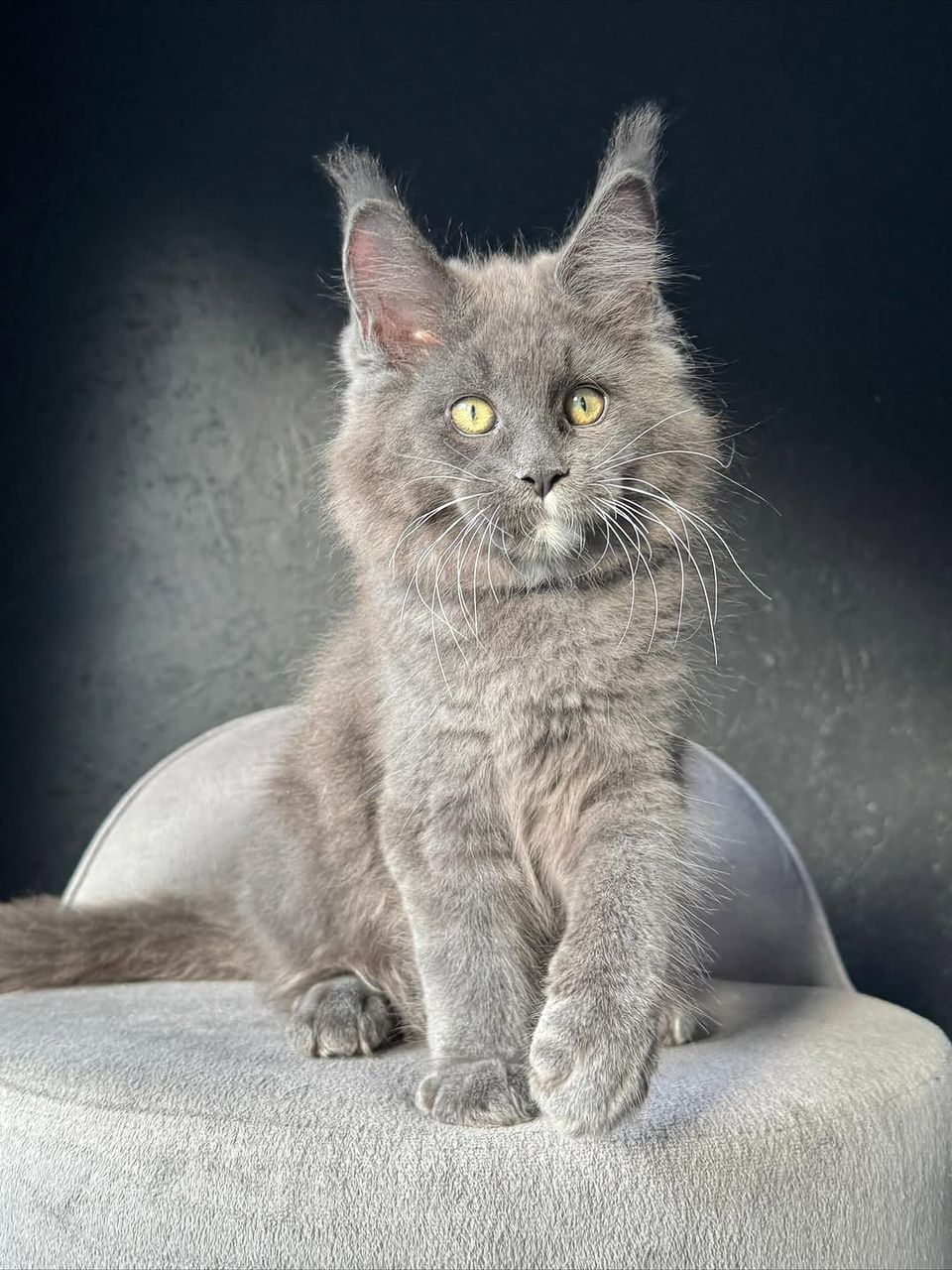 Luna black smoke Maine Coon kitten for sale gallery photo 2